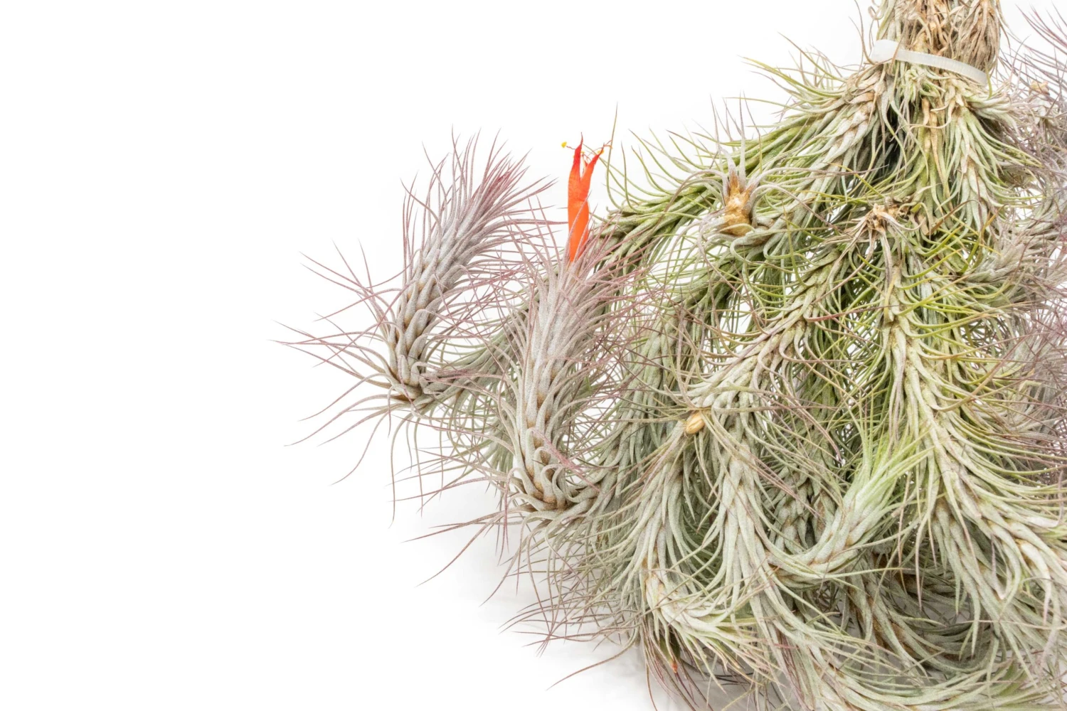 Large Hanging Cluster - Tillandsia Funckiana Air Plants - Limited Quantities 5 Large Hanging Cluster - Tillandsia Funckiana Air Plants - Limited Quantities - Image 5