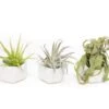 Trio Of White Geometric Ceramic Containers With Assorted Tillandsia Air Plants