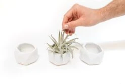White Geometric Ceramic Container -Air plant supply co. Tillandsia Air Plant Geometric Ceramic Container 82 edf083b1 0b1b 40e3 8d00 46d251e11ea4 scaled