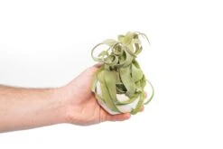 White Geometric Ceramic Container With Custom Premium Tillandsia Air Plant