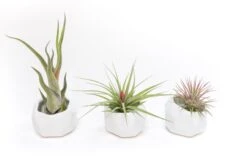 White Geometric Ceramic Container -Air plant supply co. Tillandsia Air Plant Geometric Ceramic Container 86 9355a1fa bc80 4cf4 af59 6f5e1436a008 scaled