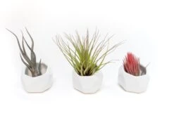 Trio Of White Geometric Ceramic Containers With Custom Tillandsia Air Plants -Air plant supply co. Tillandsia Air Plant Geometric Ceramic Container 87 d78082ac 2619 4102 a5f1 54aa29a00294 scaled
