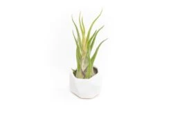 White Geometric Ceramic Container With Custom Premium Tillandsia Air Plant -Air plant supply co. Tillandsia Air Plant Geometric Ceramic Container 89 scaled