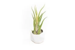 White Geometric Ceramic Container With Assorted Tillandsia Air Plant -Air plant supply co. Tillandsia Air Plant Geometric Ceramic Container 89 b8411b53 0241 474a 8802 d7a3fcfe2d32