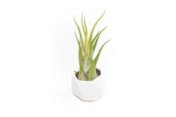 White Geometric Ceramic Container With Assorted Tillandsia Air Plant -Air plant supply co. Tillandsia Air Plant Geometric Ceramic Container 89 b8411b53 0241 474a 8802 d7a3fcfe2d32 scaled