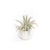 White Geometric Ceramic Container With Assorted Tillandsia Air Plant