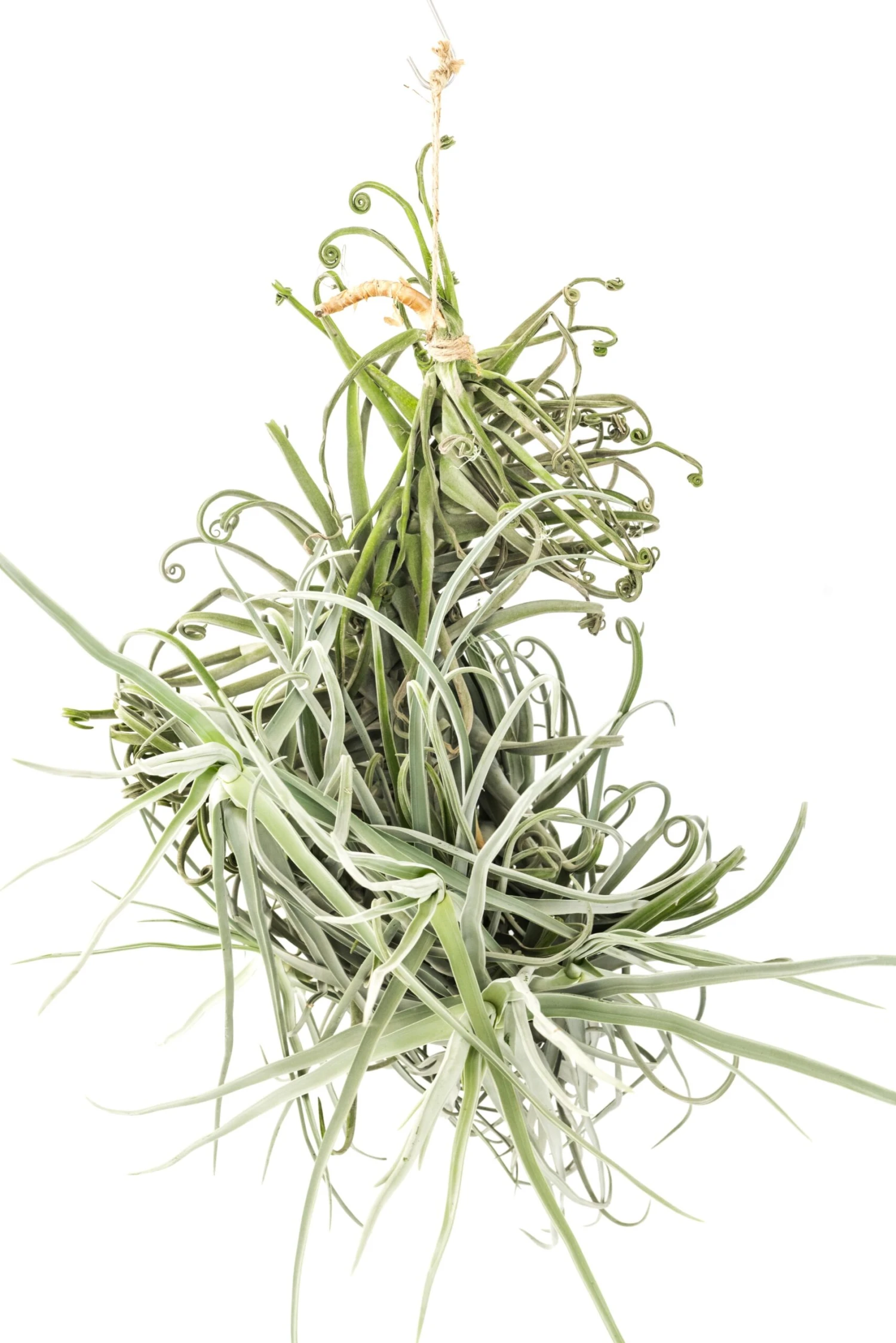 Incredible Tillandsia Duratii - Giant Specimen Plants - Limited Quantities 2 Incredible Tillandsia Duratii - Giant Specimen Plants - Limited Quantities - Image 2