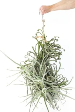 Incredible Tillandsia Duratii - Giant Specimen Plants - Limited Quantities