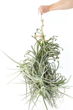 Incredible Tillandsia Duratii - Giant Specimen Plants - Limited Quantities