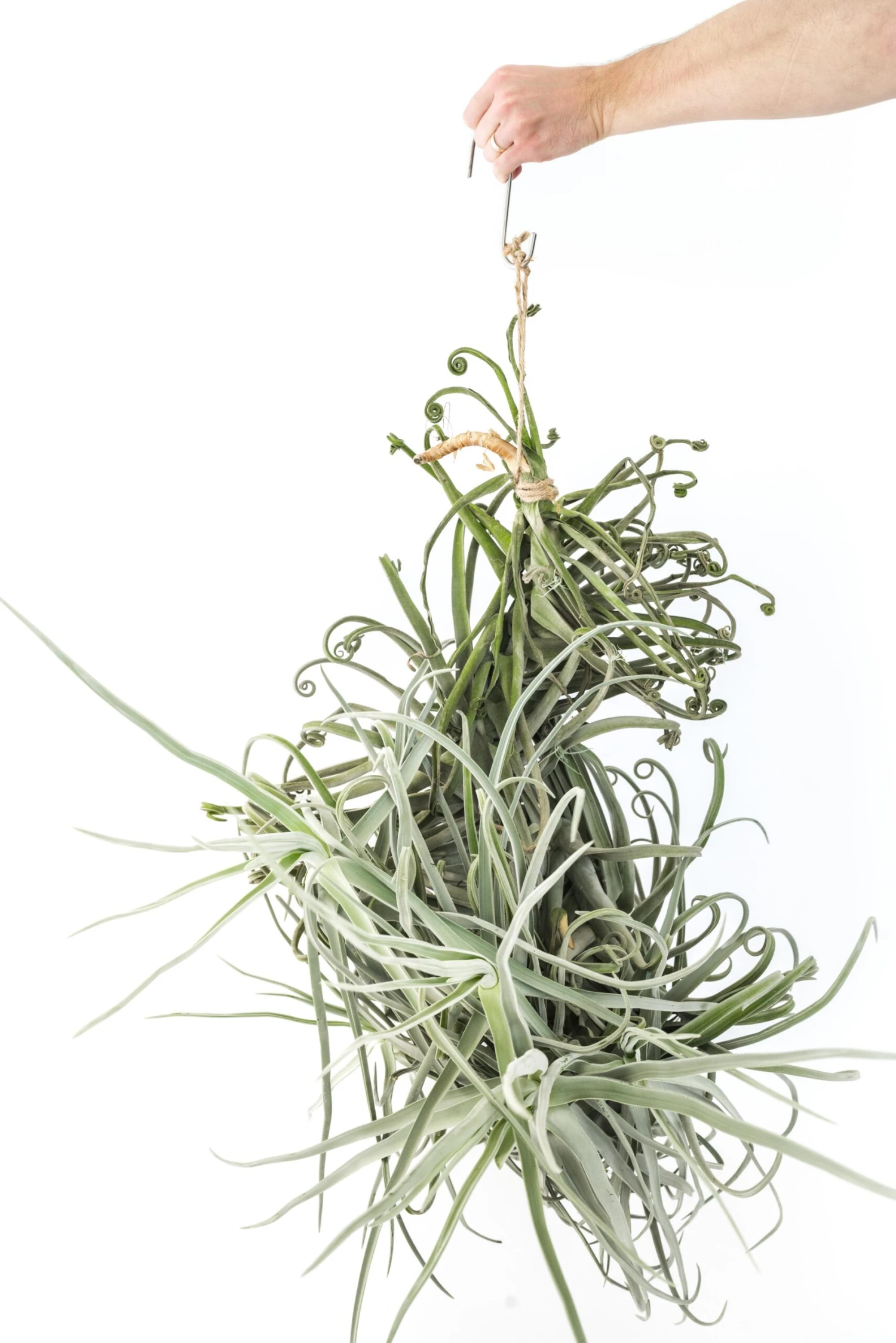 Incredible Tillandsia Duratii - Giant Specimen Plants - Limited Quantities 1 Incredible Tillandsia Duratii - Giant Specimen Plants - Limited Quantities