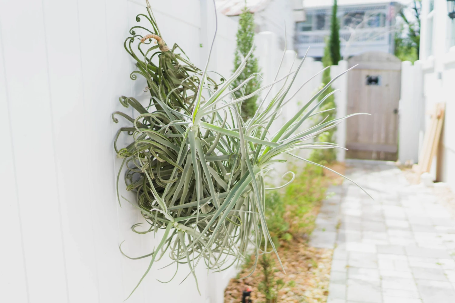 Incredible Tillandsia Duratii - Giant Specimen Plants - Limited Quantities 4 Incredible Tillandsia Duratii - Giant Specimen Plants - Limited Quantities - Image 4