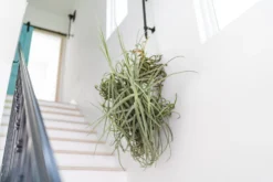 Incredible Tillandsia Duratii - Giant Specimen Plants - Limited Quantities -Air plant supply co. Tillandsia Air Plant Giant Duratii 9 scaled