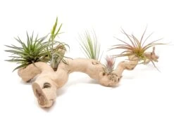 Grapewood Display - Multiple Sizes - With Or Without Tillandsia Air Plants -Air plant supply co. Tillandsia Air Plant Grapevine Wood Display Large Multiple 1 1 scaled
