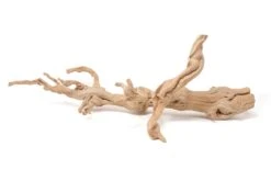 Large Multi-Branched Grapewood Display With 5 Assorted Tillandsia Air Plants -Air plant supply co. Tillandsia Air Plant Grapevine Wood Display Large Multiple 12 scaled