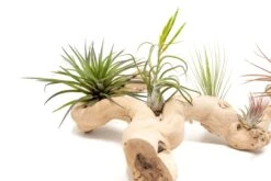 Large Multi-Branched Grapewood Display - Choose Custom Tillandsia Air Plants -Air plant supply co. Tillandsia Air Plant Grapevine Wood Display Large Multiple 3 1 scaled