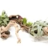 Large Multi-Branched Grapewood Display - Choose Custom Tillandsia Air Plants