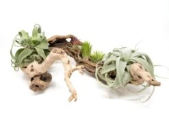 Large Multi-Branched Grapewood Display With 5 Assorted Tillandsia Air Plants -Air plant supply co. Tillandsia Air Plant Grapevine Wood Display Large Multiple 5 scaled