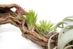 Grapewood Display - Multiple Sizes - With Or Without Tillandsia Air Plants -Air plant supply co. Tillandsia Air Plant Grapevine Wood Display Large Multiple 6 scaled