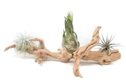 Large Multi-Branched Grapewood Display - Choose Custom Tillandsia Air Plants -Air plant supply co. Tillandsia Air Plant Grapevine Wood Display Large Multiple 9 1 scaled