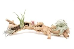 Grapewood Display - Multiple Sizes - With Or Without Tillandsia Air Plants -Air plant supply co. Tillandsia Air Plant Grapevine Wood Display Large Single 1 2 scaled