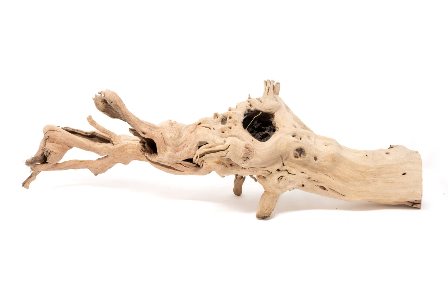 Large Single Branch Grapewood Display With 4 Assorted Tillandsia Air Plants 2 Large Single Branch Grapewood Display With 4 Assorted Tillandsia Air Plants - Image 2