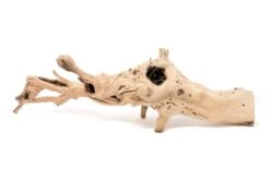 Grapewood Display - Multiple Sizes - With Or Without Tillandsia Air Plants -Air plant supply co. Tillandsia Air Plant Grapevine Wood Display Large Single 10 2 scaled