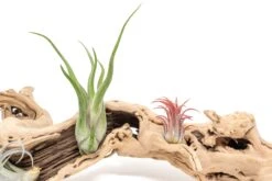 Large Single Branch Grapewood Display - Choose Custom Tillandsia Air Plants -Air plant supply co. Tillandsia Air Plant Grapevine Wood Display Large Single 2 scaled