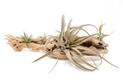 Large Single Branch Grapewood Display With 4 Assorted Tillandsia Air Plants 8 Large Single Branch Grapewood Display With 4 Assorted Tillandsia Air Plants -Air plant supply co. Tillandsia Air Plant Grapevine Wood Display Large Single 4 1 scaled