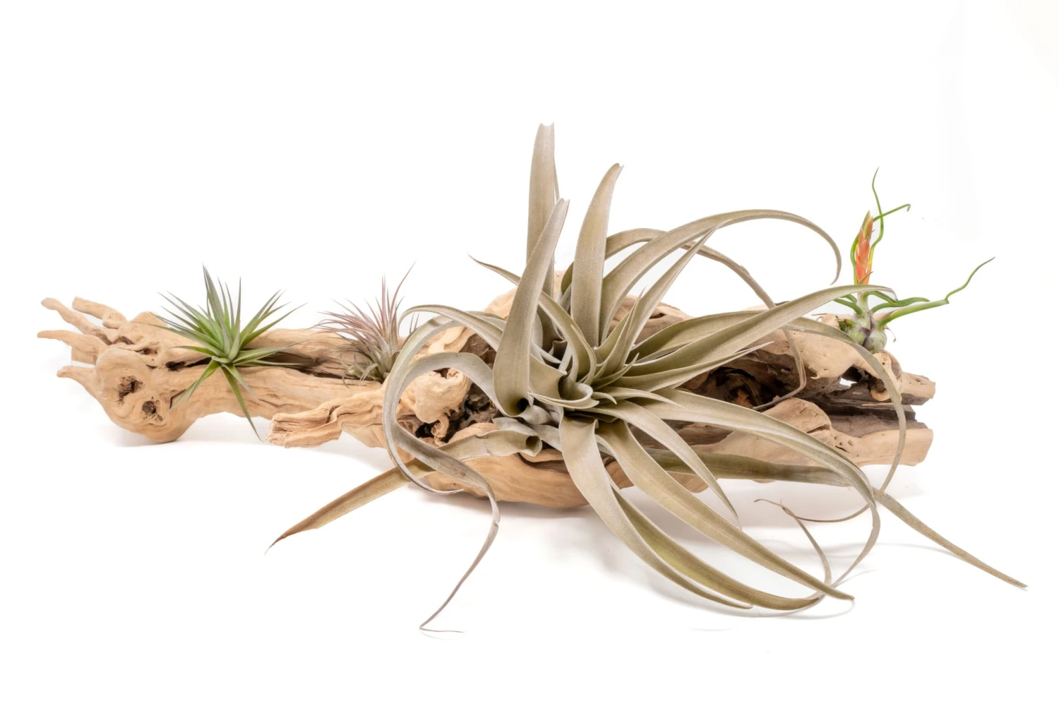 Large Single Branch Grapewood Display With 4 Assorted Tillandsia Air Plants 3 Large Single Branch Grapewood Display With 4 Assorted Tillandsia Air Plants - Image 3