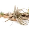 Large Single Branch Grapewood Display - Choose Custom Tillandsia Air Plants