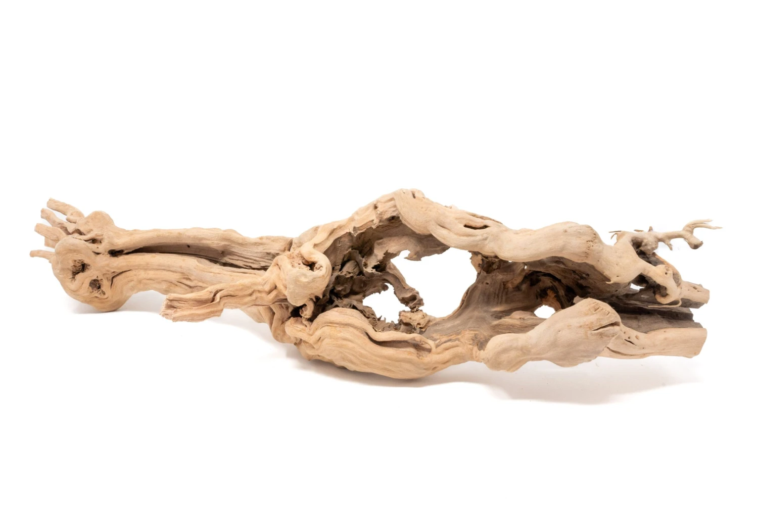 Large Single Branch Grapewood Display With 4 Assorted Tillandsia Air Plants 4 Large Single Branch Grapewood Display With 4 Assorted Tillandsia Air Plants - Image 4