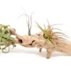 Large Single Branch Grapewood Display With 4 Assorted Tillandsia Air Plants