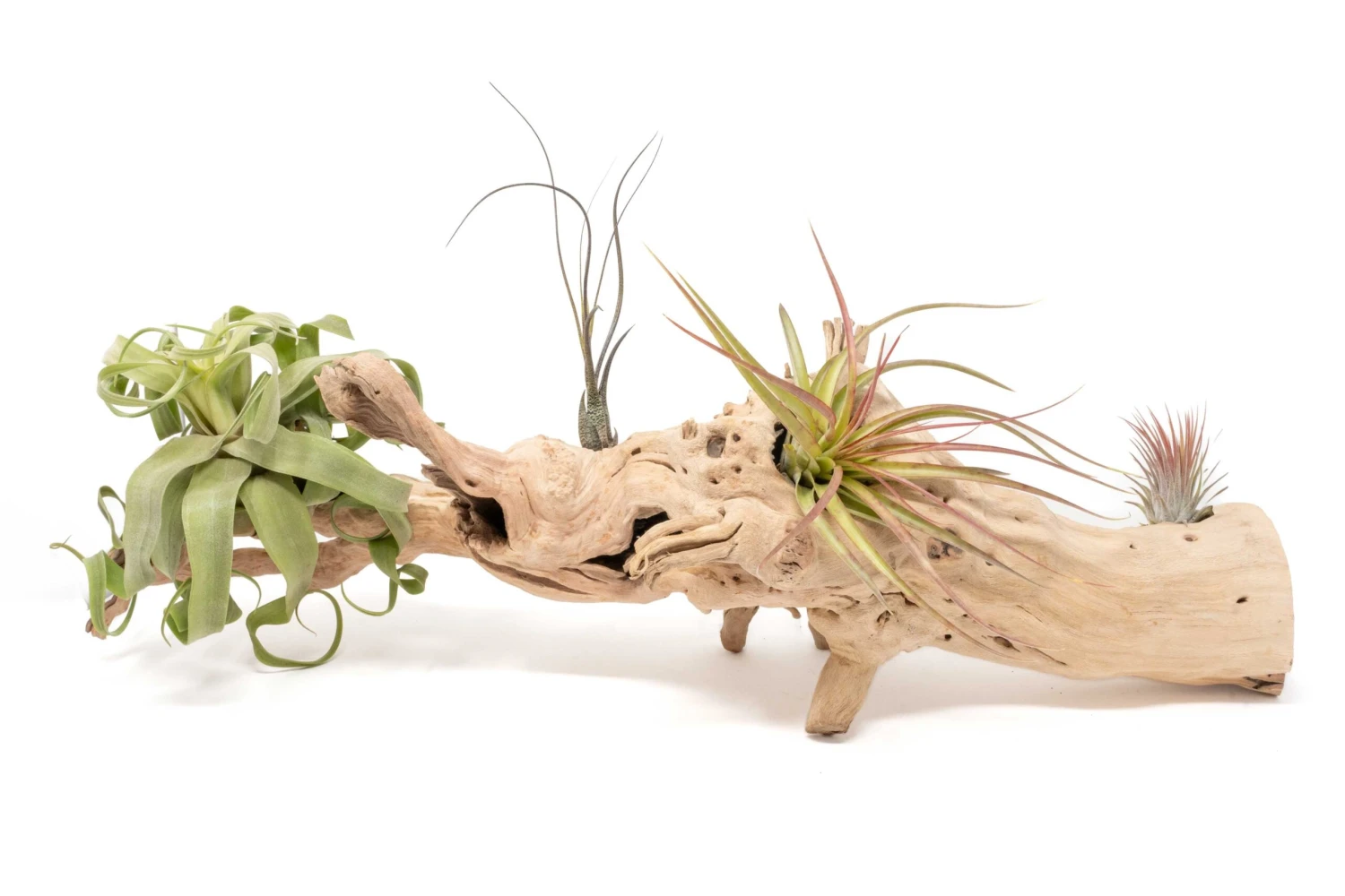 Large Single Branch Grapewood Display With 4 Assorted Tillandsia Air Plants 1 Large Single Branch Grapewood Display With 4 Assorted Tillandsia Air Plants