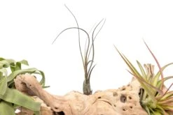 Grapewood Display - Multiple Sizes - With Or Without Tillandsia Air Plants -Air plant supply co. Tillandsia Air Plant Grapevine Wood Display Large Single 9 scaled