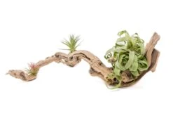 Medium Multi-Branched Grapewood Display - Choose Custom Tillandsia Air Plants -Air plant supply co. Tillandsia Air Plant Grapevine Wood Display Medium Multiple 1 1 scaled