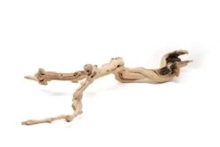 Medium Multi-Branched Grapewood Display With 3 Assorted Tillandsia Air Plants -Air plant supply co. Tillandsia Air Plant Grapevine Wood Display Medium Multiple 10 scaled