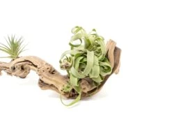 Medium Multi-Branched Grapewood Display - Choose Custom Tillandsia Air Plants -Air plant supply co. Tillandsia Air Plant Grapevine Wood Display Medium Multiple 2 1 scaled