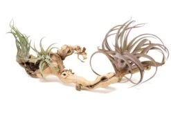 Grapewood Display - Multiple Sizes - With Or Without Tillandsia Air Plants -Air plant supply co. Tillandsia Air Plant Grapevine Wood Display Medium Multiple 4 2 scaled