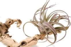 Medium Multi-Branched Grapewood Display - Choose Custom Tillandsia Air Plants -Air plant supply co. Tillandsia Air Plant Grapevine Wood Display Medium Multiple 5 1 scaled