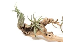 Medium Multi-Branched Grapewood Display With 3 Assorted Tillandsia Air Plants -Air plant supply co. Tillandsia Air Plant Grapevine Wood Display Medium Multiple 6 scaled