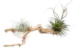 Medium Multi-Branched Grapewood Display With 3 Assorted Tillandsia Air Plants -Air plant supply co. Tillandsia Air Plant Grapevine Wood Display Medium Multiple 8 scaled
