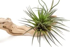 Medium Multi-Branched Grapewood Display With 3 Assorted Tillandsia Air Plants -Air plant supply co. Tillandsia Air Plant Grapevine Wood Display Medium Multiple 9 scaled
