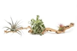 Medium Single Branch Grapewood Display With 3 Assorted Tillandsia Air Plants 12 Medium Single Branch Grapewood Display With 3 Assorted Tillandsia Air Plants -Air plant supply co. Tillandsia Air Plant Grapevine Wood Display Medium Single 1 1 scaled