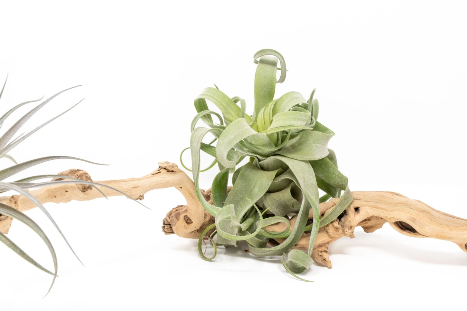Medium Single Branch Grapewood Display With 3 Assorted Tillandsia Air Plants 5 Medium Single Branch Grapewood Display With 3 Assorted Tillandsia Air Plants - Image 5