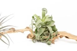 Medium Single Branch Grapewood Display - Choose Custom Tillandsia Air Plants -Air plant supply co. Tillandsia Air Plant Grapevine Wood Display Medium Single 2 scaled