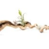 Medium Single Branch Grapewood Display With 3 Assorted Tillandsia Air Plants