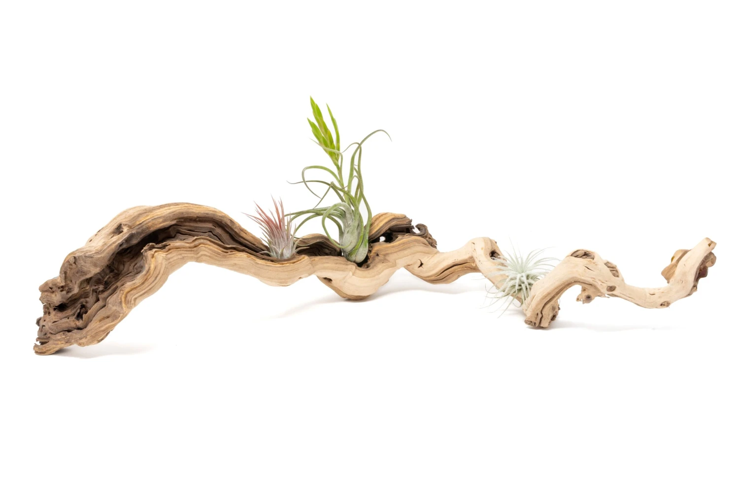 Medium Single Branch Grapewood Display With 3 Assorted Tillandsia Air Plants 1 Medium Single Branch Grapewood Display With 3 Assorted Tillandsia Air Plants