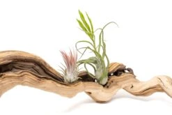 Medium Single Branch Grapewood Display - Choose Custom Tillandsia Air Plants -Air plant supply co. Tillandsia Air Plant Grapevine Wood Display Medium Single 5 scaled