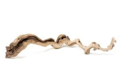 Medium Single Branch Grapewood Display - Choose Custom Tillandsia Air Plants -Air plant supply co. Tillandsia Air Plant Grapevine Wood Display Medium Single 6 scaled