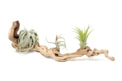 Grapewood Display - Multiple Sizes - With Or Without Tillandsia Air Plants -Air plant supply co. Tillandsia Air Plant Grapevine Wood Display Medium Single 7 1 scaled
